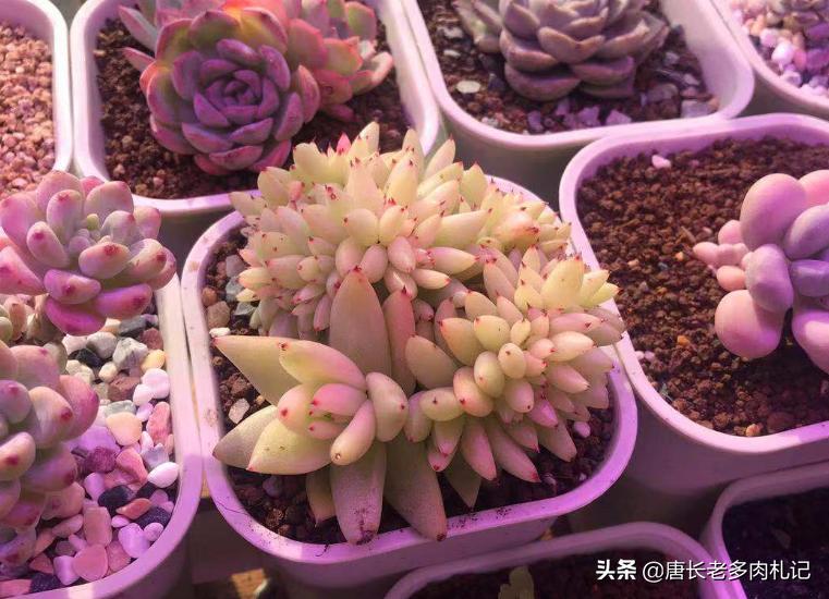 护眼灯瓦数越高越好吗为什么-五瓦的台灯能防止多肉徒长吗？